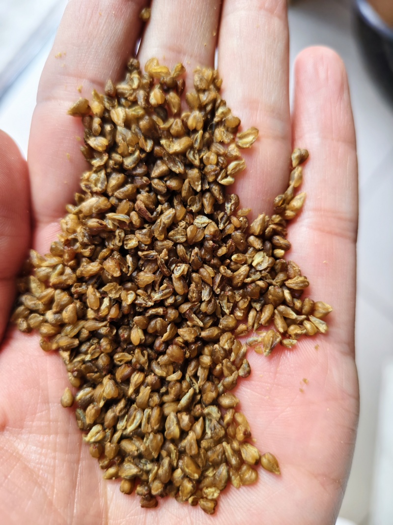 苦荞黑苦荞茶批发烘焙苦荞米饭店家备量大运费可谈