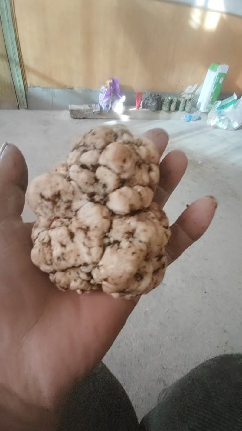 优质白松露