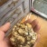 优质白松露