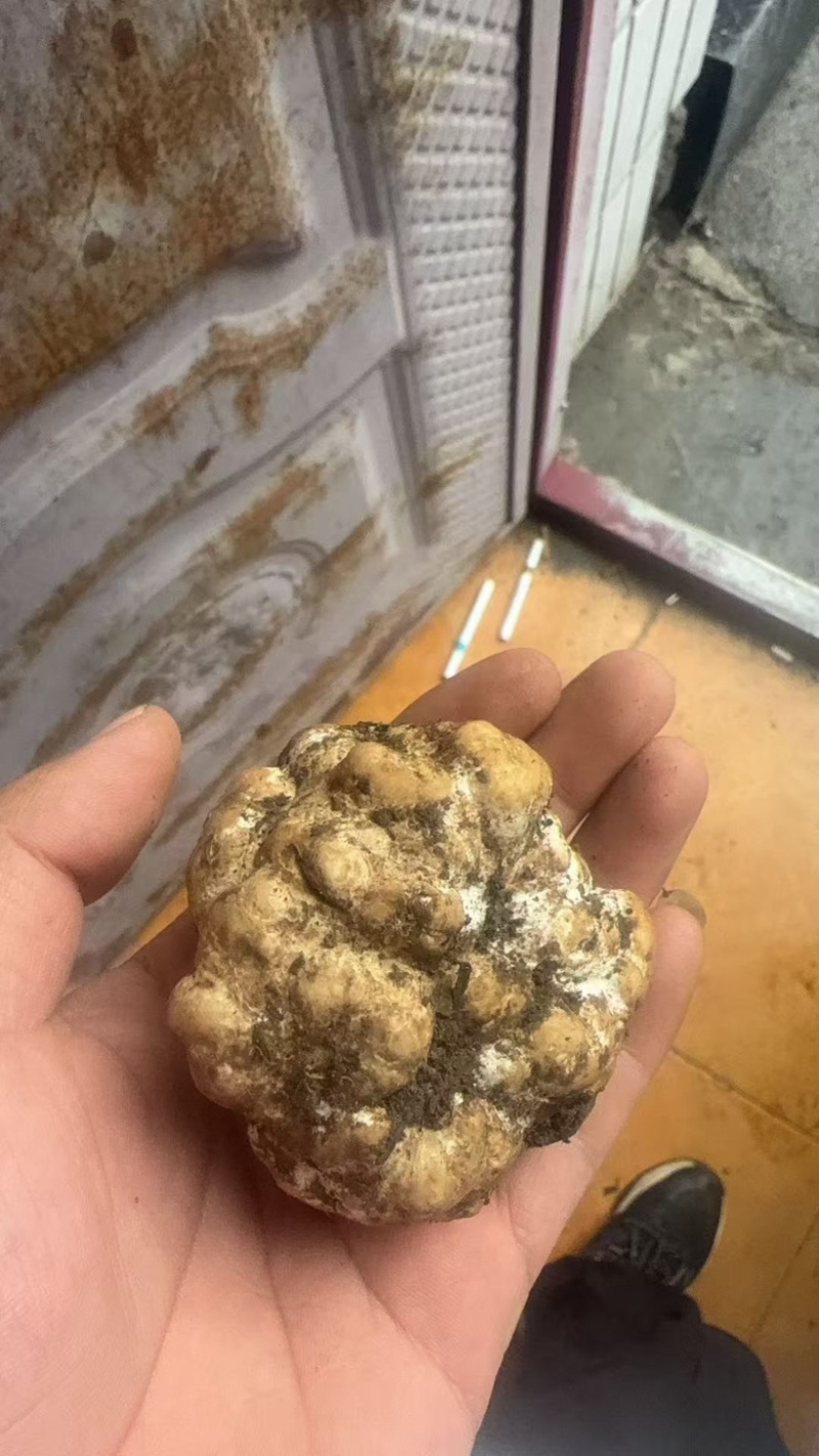 优质白松露