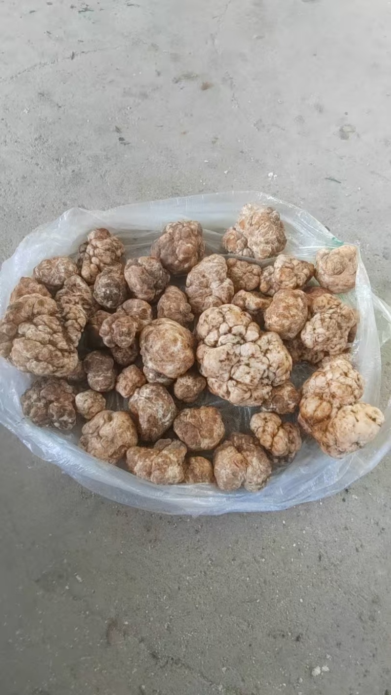 优质白松露