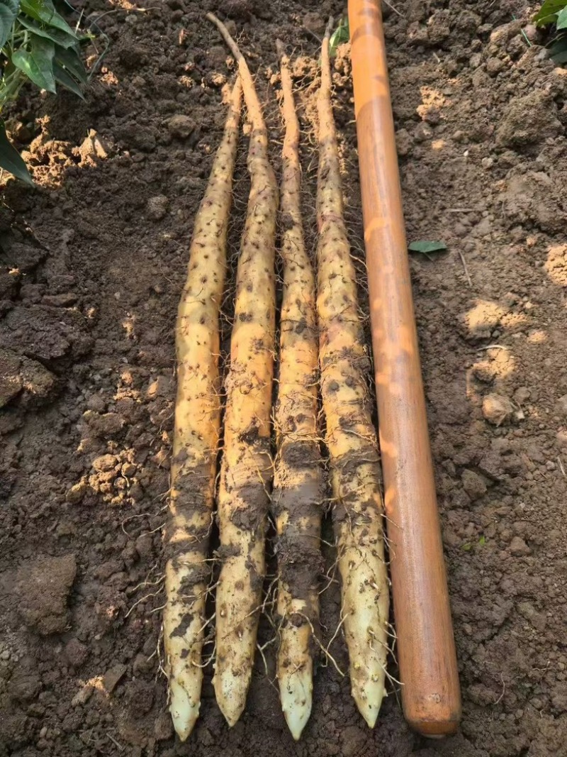 山药焦作正宗铁棍山药片淮山药无硫怀山生产基地厂家批发代发