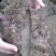 山药焦作正宗铁棍山药片淮山药无硫怀山生产基地厂家批发代发