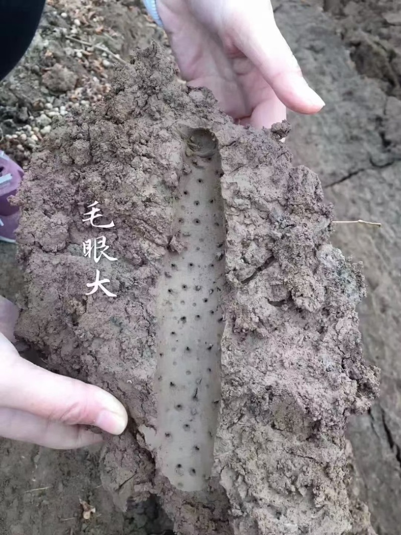 山药焦作正宗铁棍山药片淮山药无硫怀山生产基地厂家批发代发