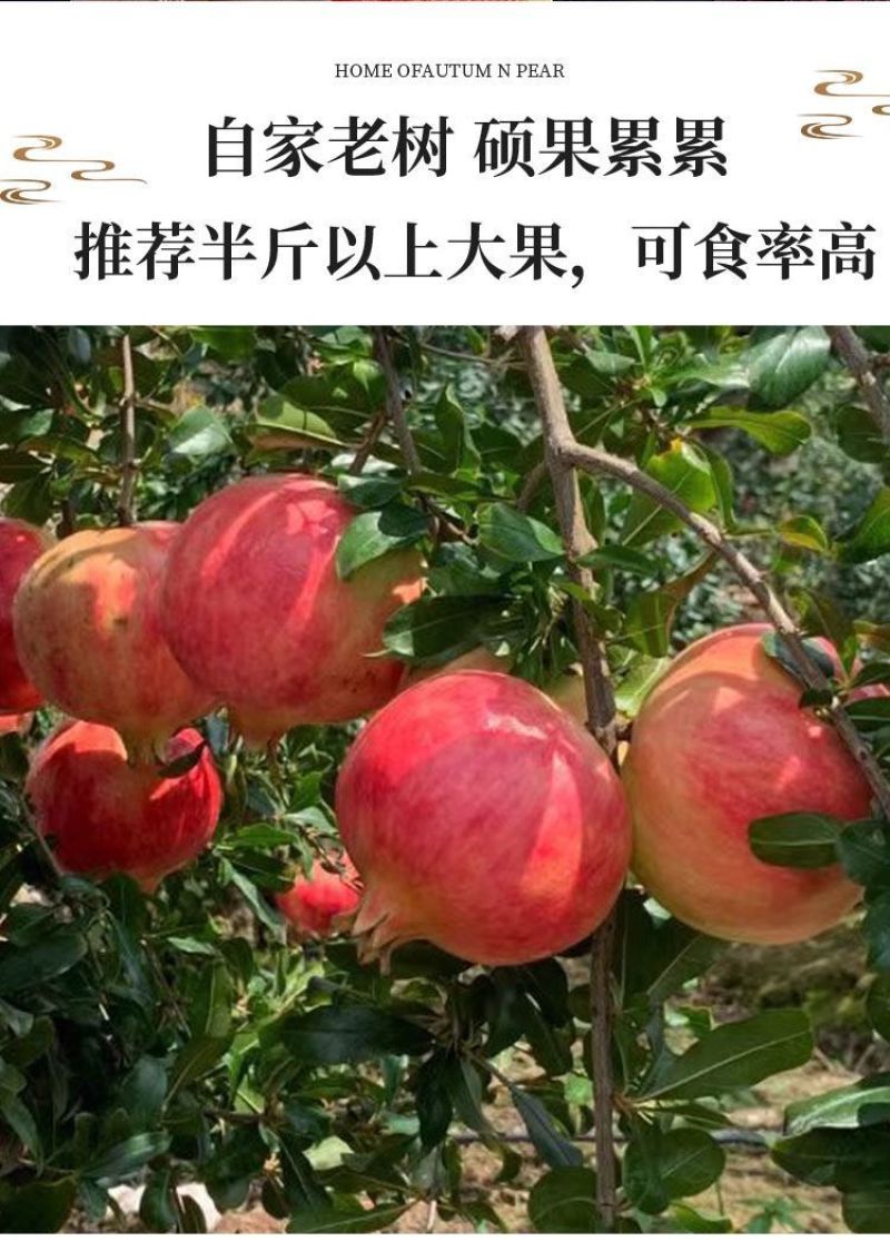 四川会理突尼斯软籽石榴对接商场市场一件代发