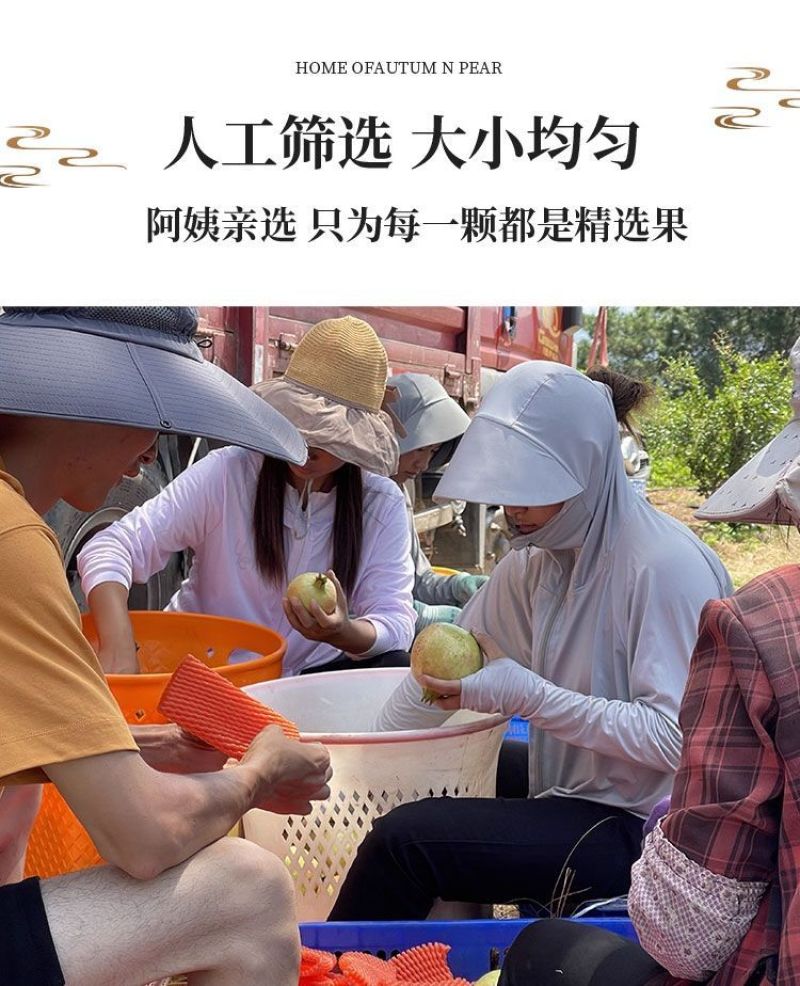 四川会理突尼斯软籽石榴对接商场市场一件代发