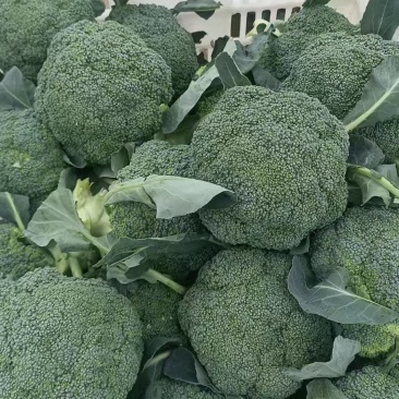 精品西蓝花大量供货价格便宜保质保量欢迎采购