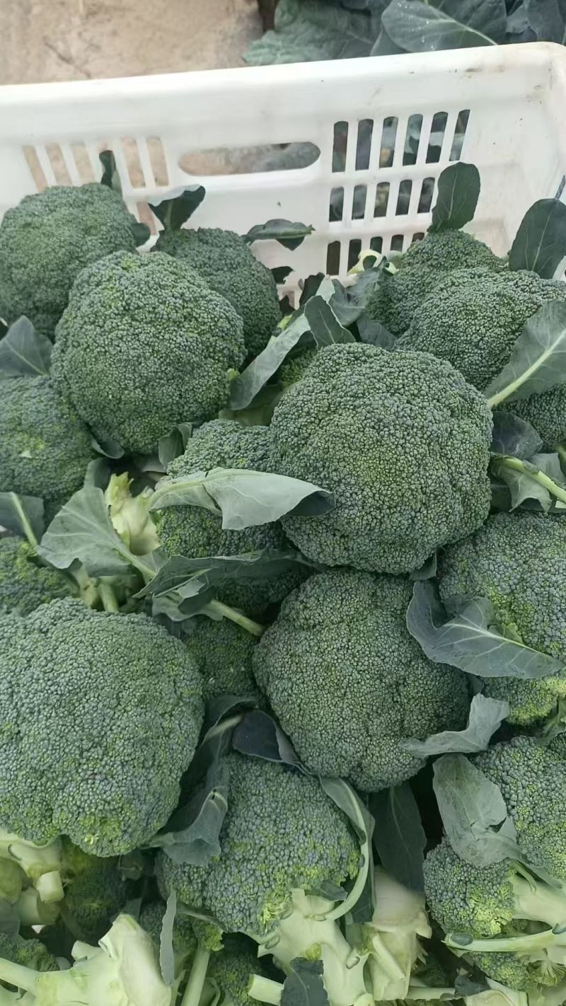 精品西蓝花大量供货价格便宜保质保量欢迎采购