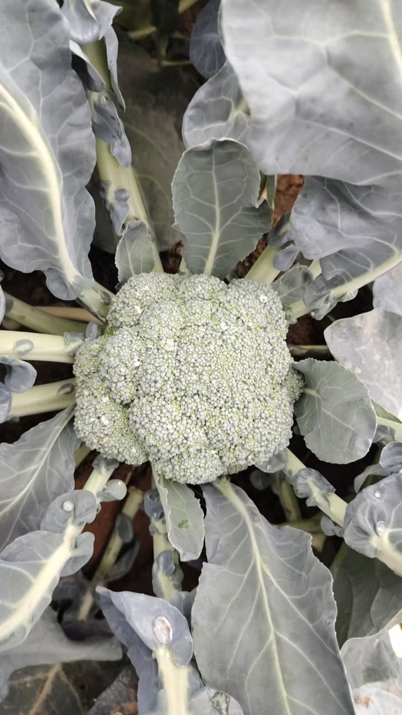 精品西蓝花大量供货价格便宜保质保量欢迎采购