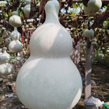 葫芦