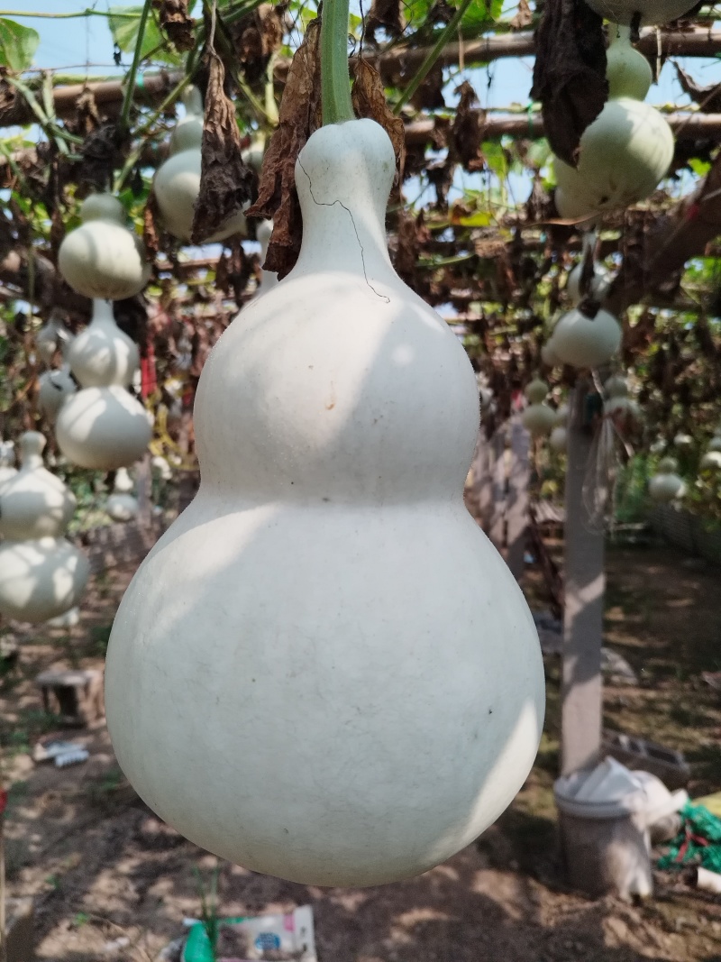葫芦