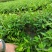 香橙苗香橙实生苗长叶香橙苗小叶软枝香橙芽苗柑橘嫁接砧木苗