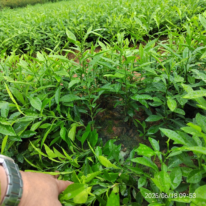 香橙苗香橙实生苗长叶香橙苗小叶软枝香橙芽苗柑橘嫁接砧木苗