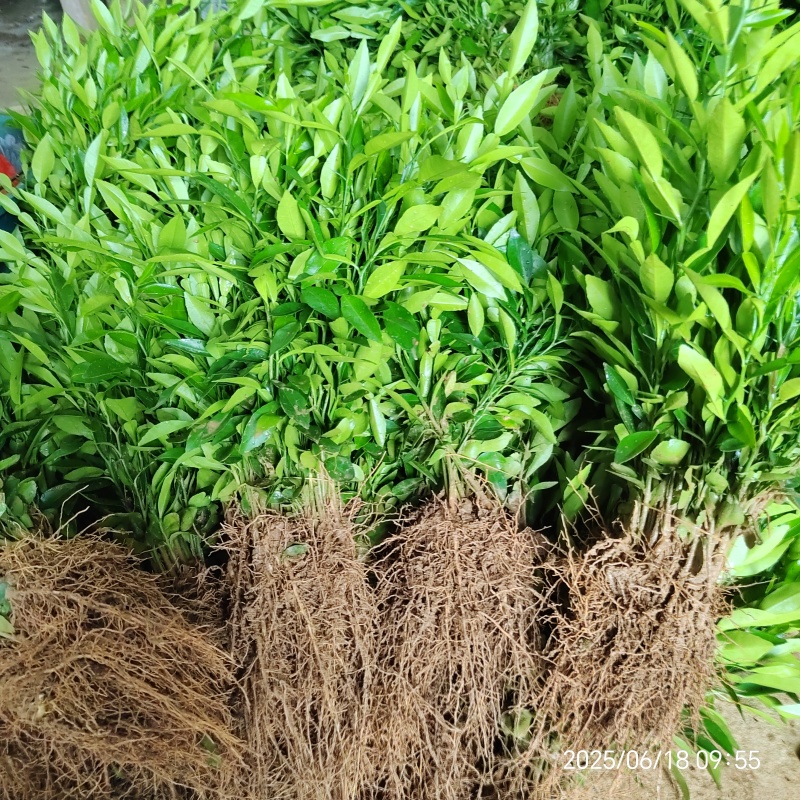香橙苗香橙实生苗长叶香橙苗小叶软枝香橙芽苗柑橘嫁接砧木苗