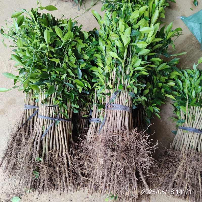 香橙苗香橙实生苗长叶香橙苗小叶软枝香橙芽苗柑橘嫁接砧木苗