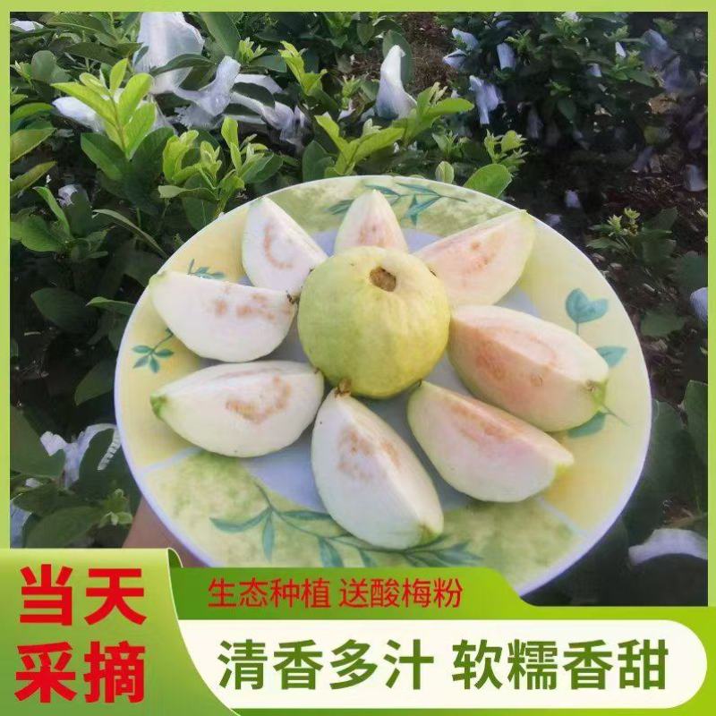 四季番石榴现摘现发清香多汁对接电商商超社区团购欢迎下单咨