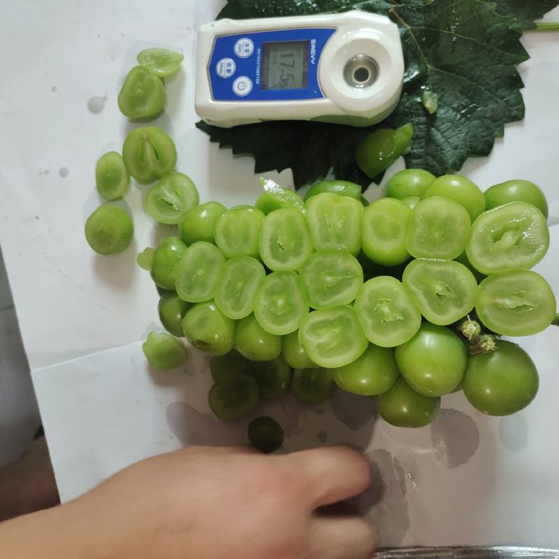陕西阳光玫瑰颗粒饱满甜度高价格冰点欢迎来电咨询