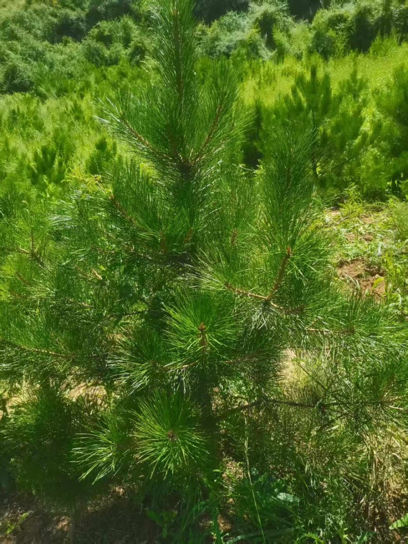 油松苗