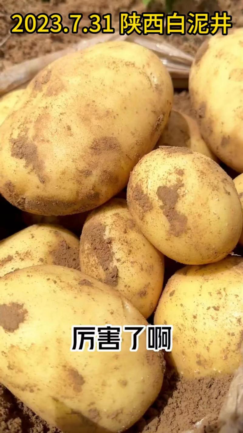 全国包邮沃土5号土豆种子.早熟，亩产万斤，产地直销