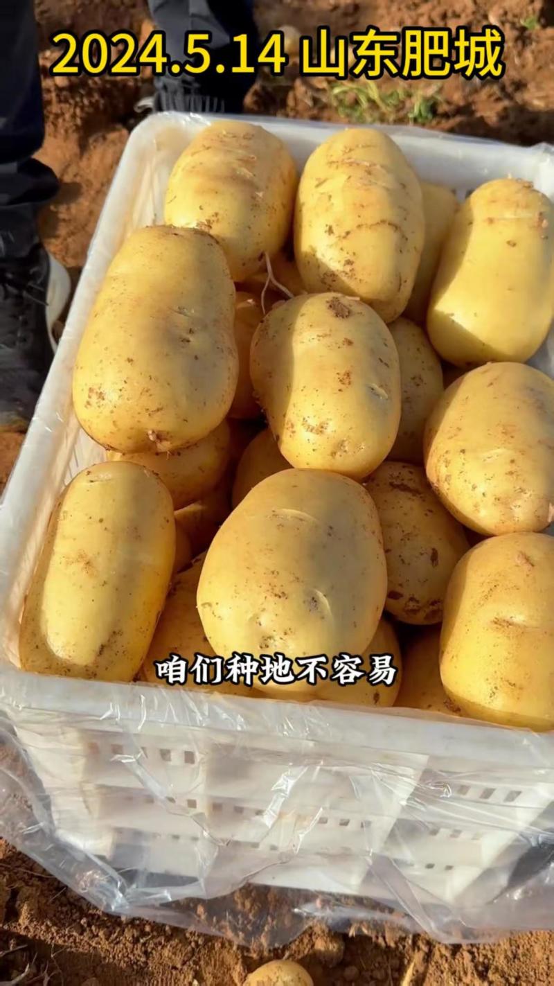 全国包邮沃土5号土豆种子.早熟，亩产万斤，产地直销
