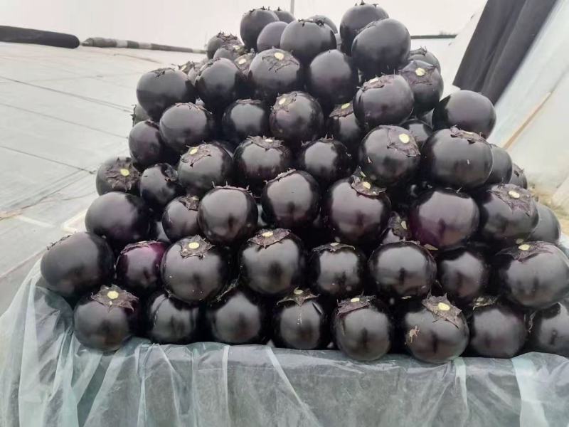 紫光圆茄！大量上市、大量供应！货源充足全国发货