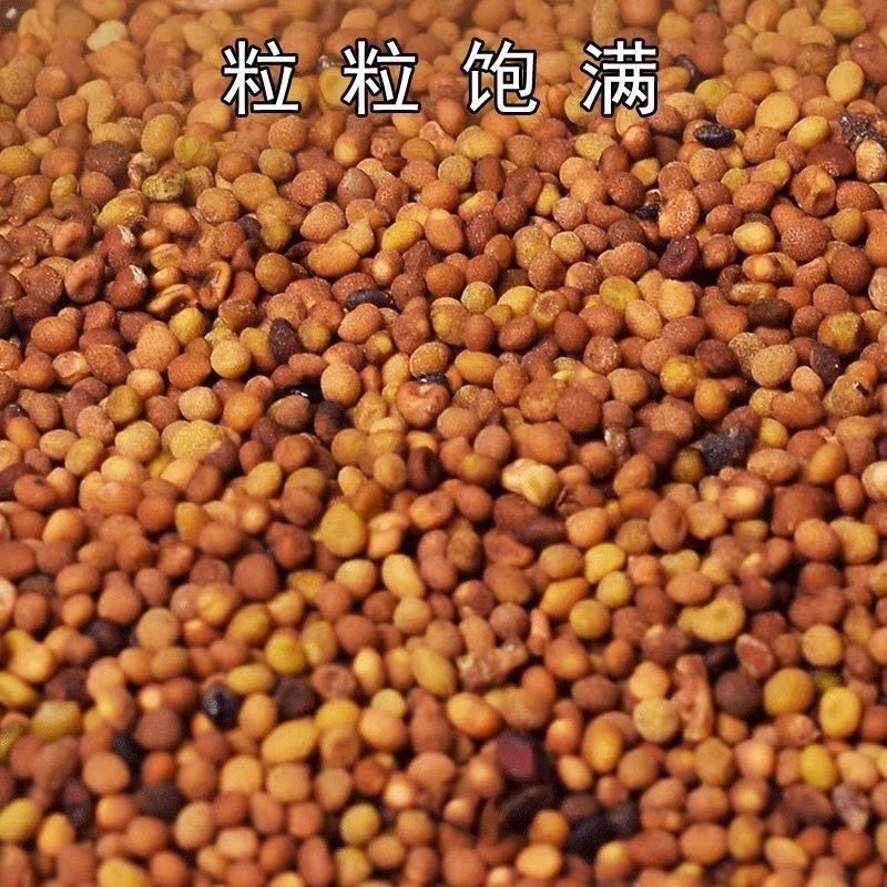 中药材菟丝子正品兔丝子干净正宗泡水