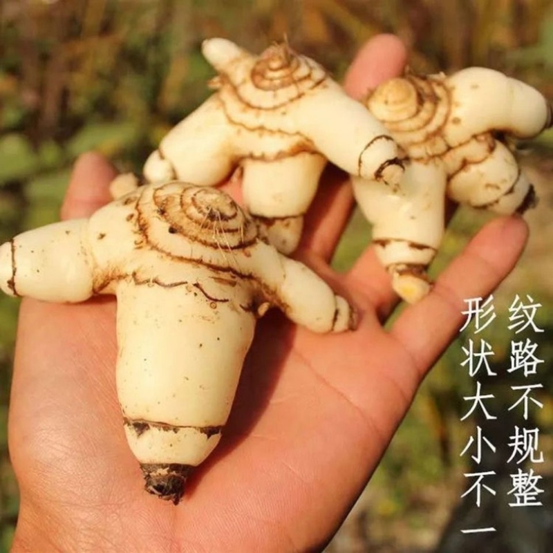 白及正宗云南深山白及无硫烘干批发零售正品保正