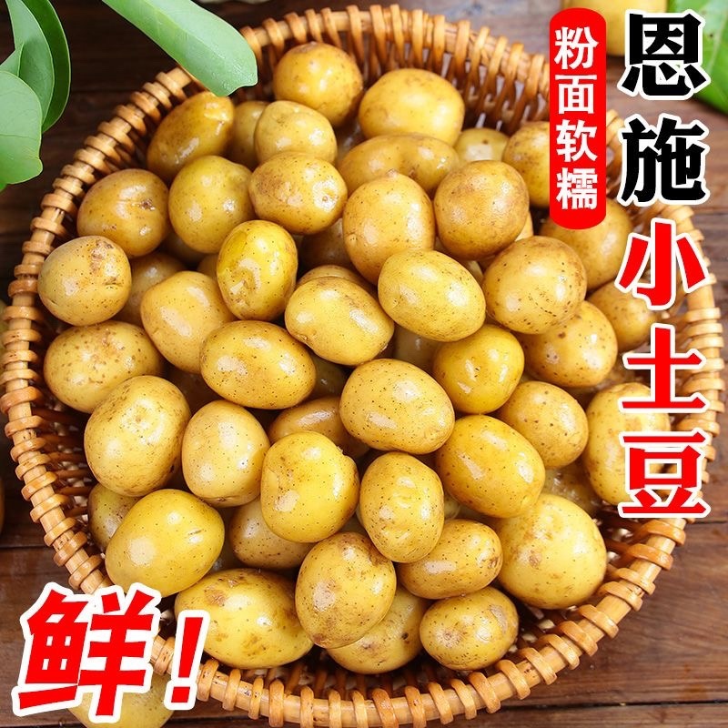 湖北恩施富硒土豆黄心土豆，