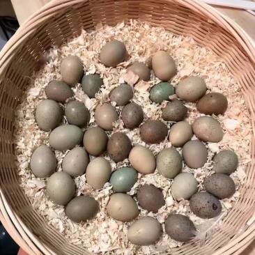 芦丁蛋