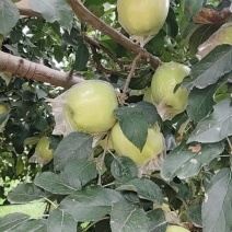 青苹果