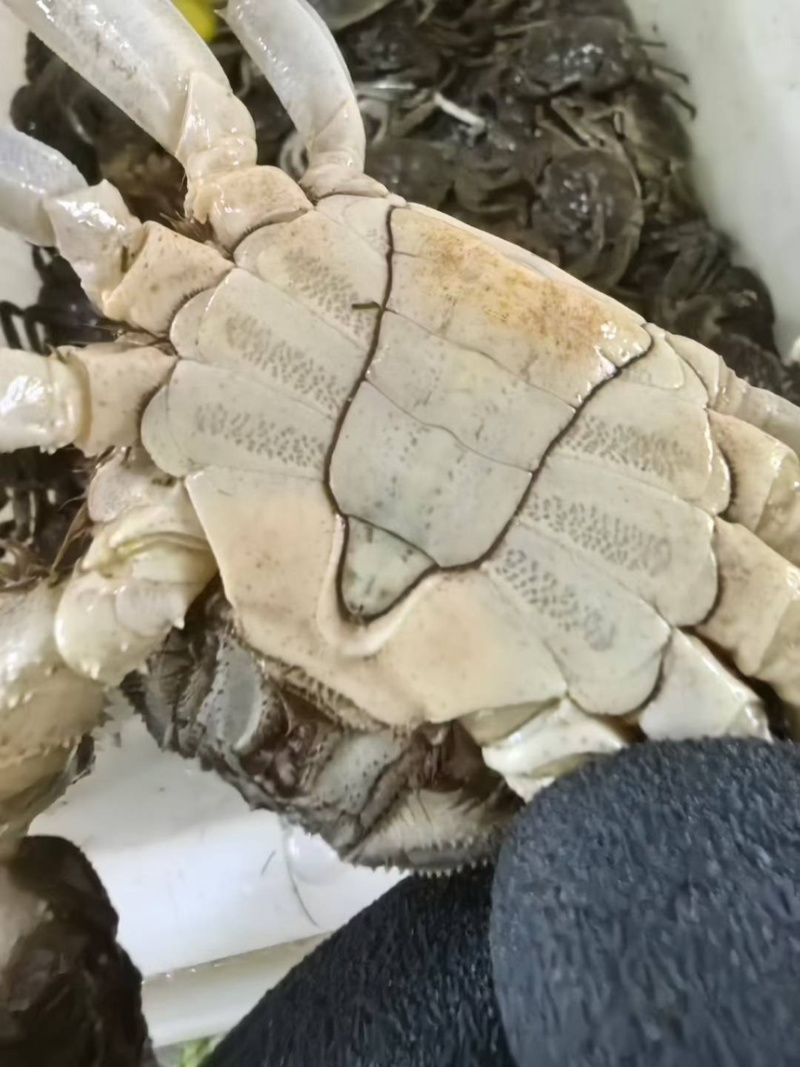 盘锦河蟹稻田蟹辽蟹一件代发精品蟹团购超市一元蟹各种
