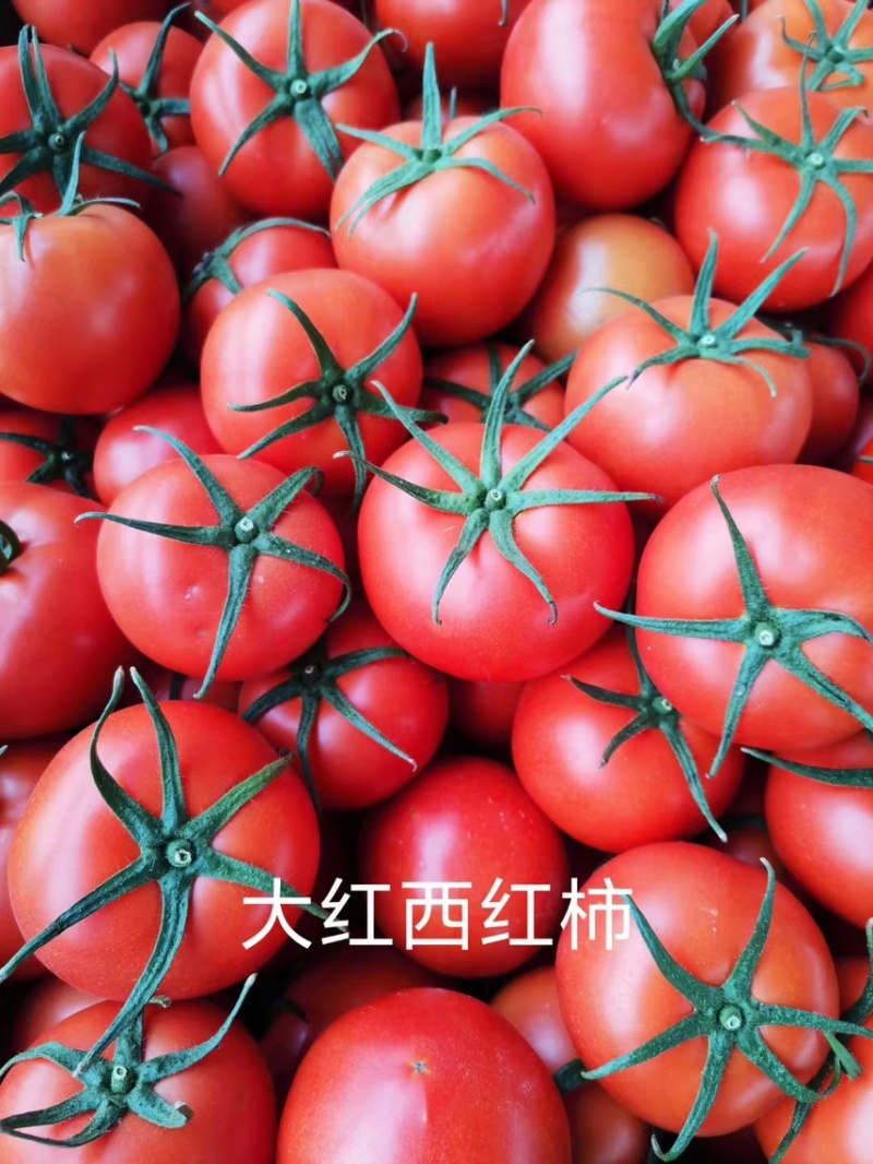 山东大红西红柿产地直供货源充足量大从优