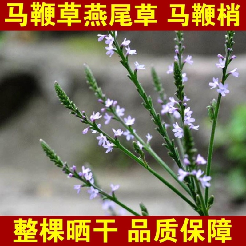 马鞭草正宗野生马鞭草批发零售质量保证二斤起售