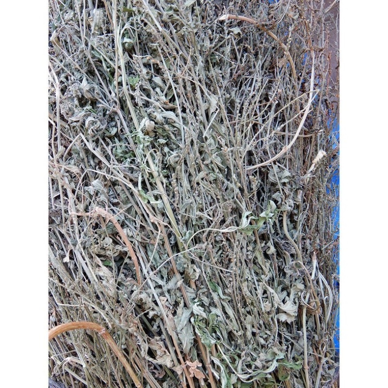 马鞭草正宗野生马鞭草批发零售质量保证二斤起售