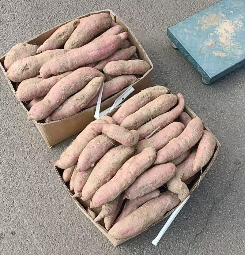 红薯烟25忻州红薯大量供应，量大从优