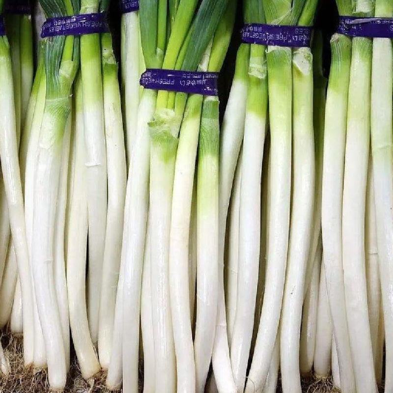 【推荐】宁夏钢葱供应市场商超电商一手货源量大从优