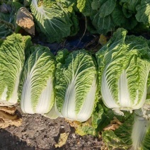 【推荐】宁夏黄心白菜供应市场商超电商一手货源量大从优