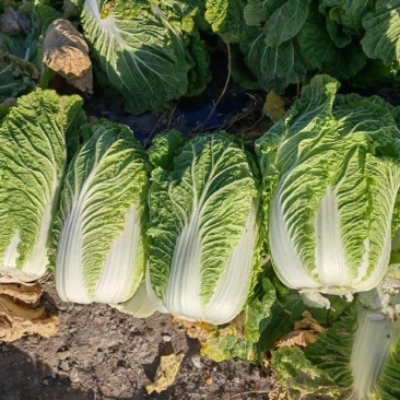 【推荐】宁夏黄心白菜供应市场商超电商一手货源量大从优
