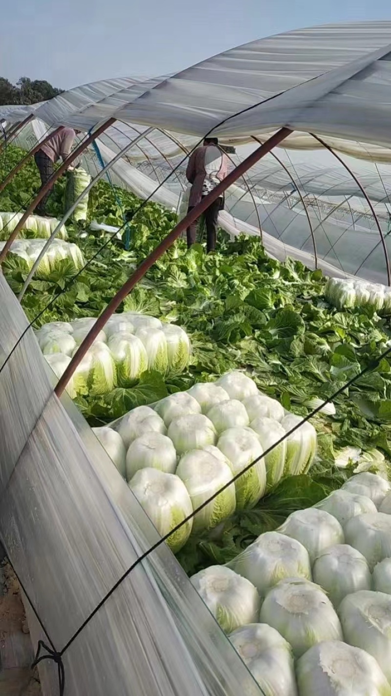 【推荐】宁夏黄心白菜供应市场商超电商一手货源量大从优