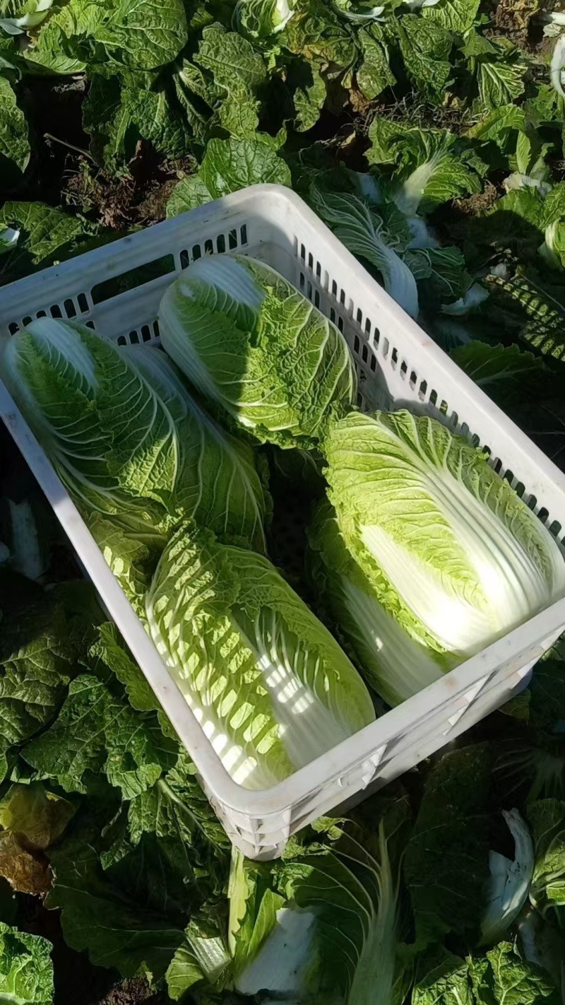 【推荐】宁夏黄心白菜供应市场商超电商一手货源量大从优