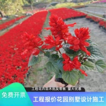 国庆元旦喜庆草花酒店公园摆花各种时令草花一串红孔雀草盆栽