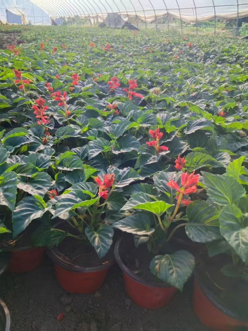 国庆元旦喜庆草花酒店公园摆花各种时令草花一串红孔雀草盆栽