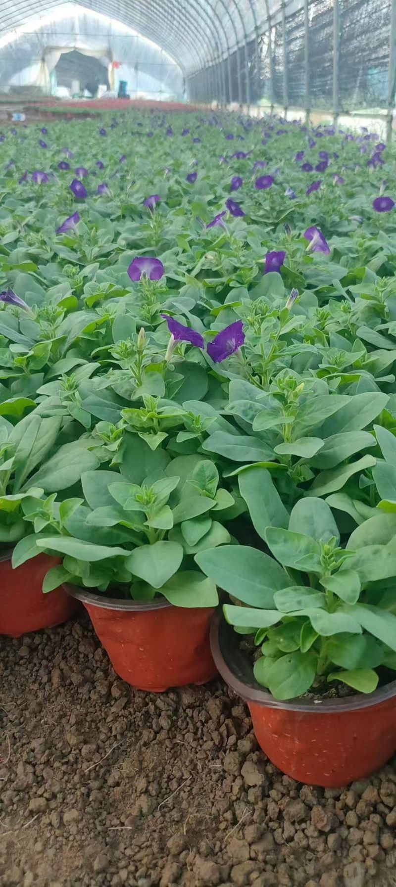 国庆元旦喜庆草花酒店公园摆花各种时令草花一串红孔雀草盆栽
