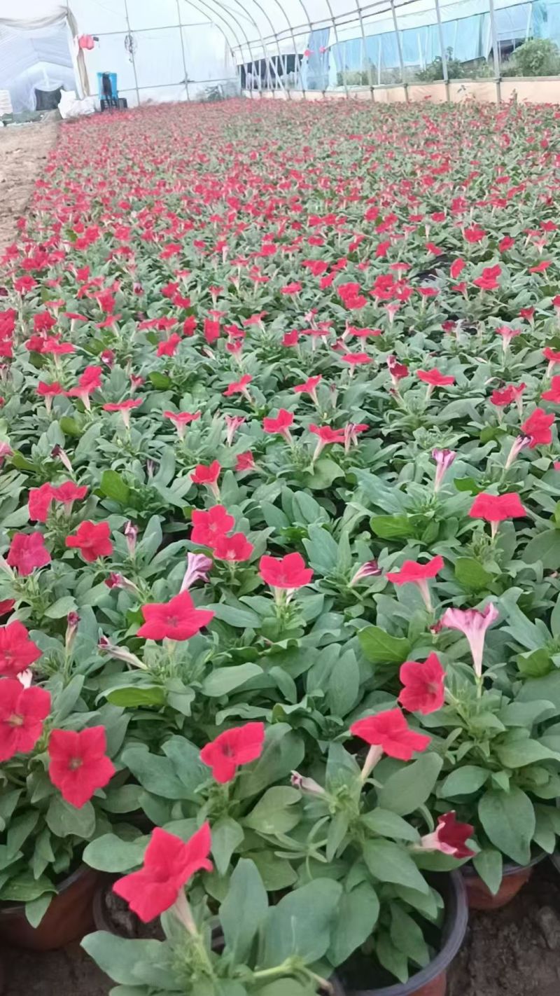 国庆元旦喜庆草花酒店公园摆花各种时令草花一串红孔雀草盆栽