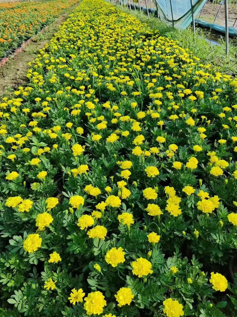国庆元旦喜庆草花酒店公园摆花各种时令草花一串红孔雀草盆栽