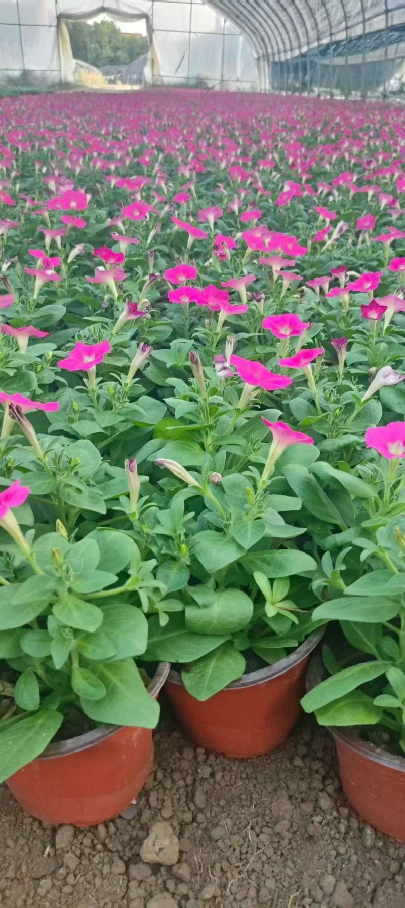 国庆元旦喜庆草花酒店公园摆花各种时令草花一串红孔雀草盆栽
