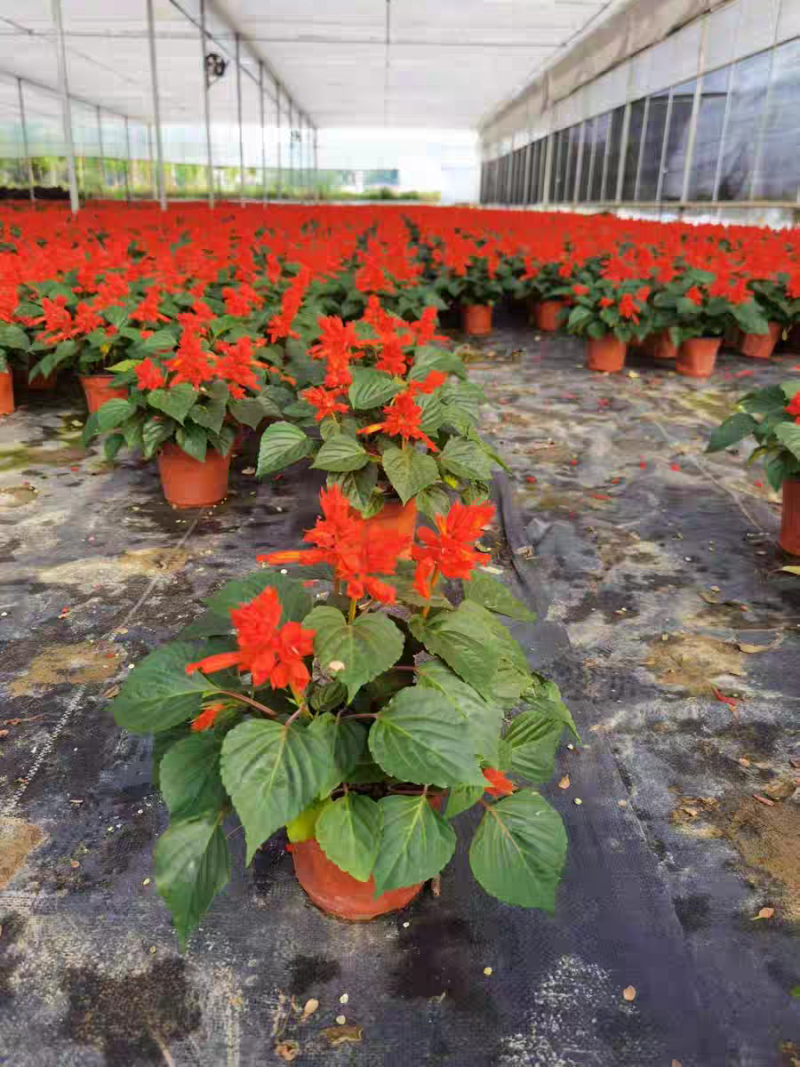 国庆元旦喜庆草花酒店公园摆花各种时令草花一串红孔雀草盆栽