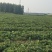 自己的十亩隋珠草莓苗（香野）？