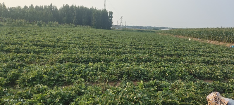 自己的十亩隋珠草莓苗（香野）？