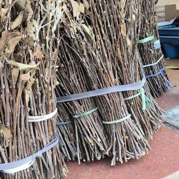 优质苹果卵枝金蝉卵枝货真价实0.25每条